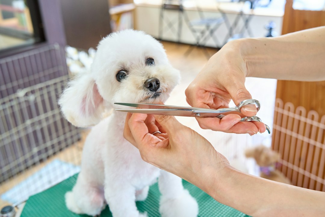 Dog grooming service in a local salon